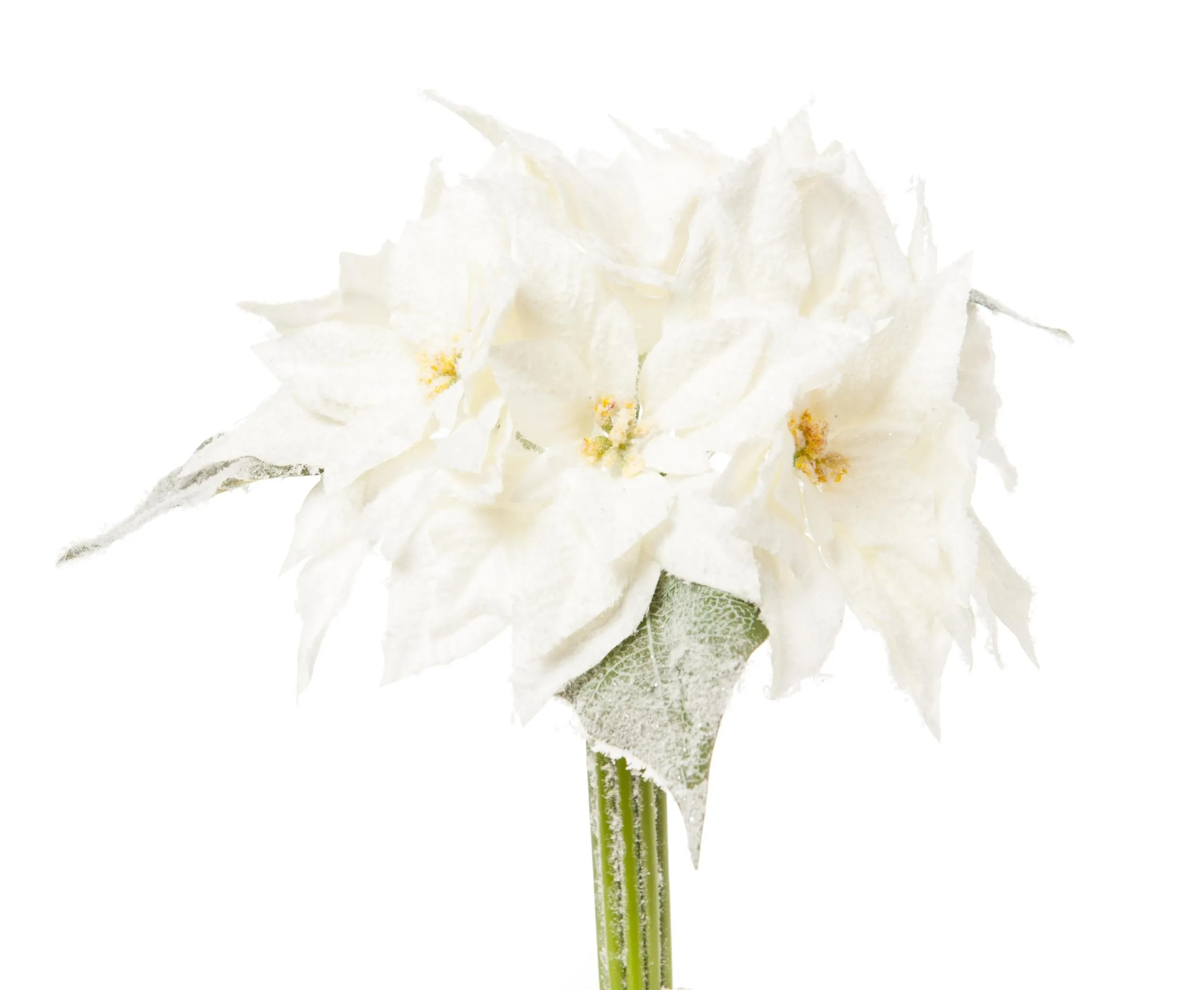 ARPIMEX Bouquet 7 Christmas Stars Poinsettias 30 Cm White