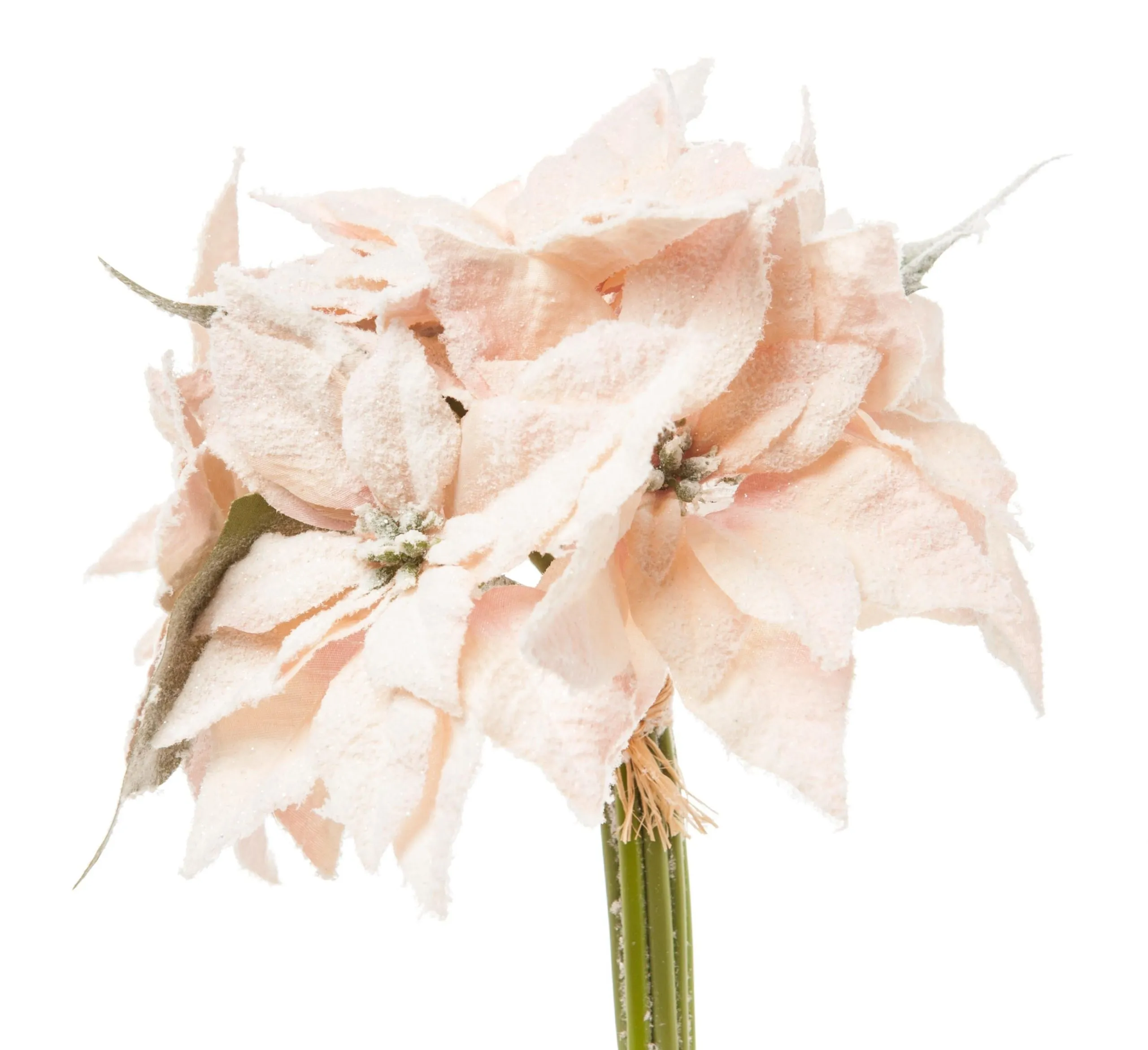 ARPIMEX Bouquet 7 Poinsettia Christmas Stars 30 Cm Powder